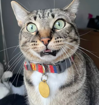 Illustration de l'article : 14 photos d'exploits chaotiques réalisés par les chats pour susciter rires et frissons