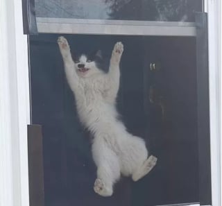 Illustration de l'article : 14 photos d'exploits chaotiques réalisés par les chats pour susciter rires et frissons