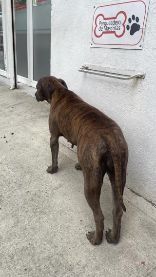 Illustration de l'article : Une chienne errante refusant de bouger se métamorphose à la seconde où on lui met un harnais