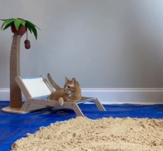 Illustration de l'article : Un chat profite d'une journée à la plage sans quitter son domicile grâce à l'ingéniosité de son propriétaire (vidéo)