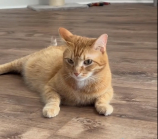 Illustration de l'article : Un chat profite d'une journée à la plage sans quitter son domicile grâce à l'ingéniosité de son propriétaire (vidéo)