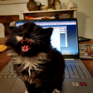 Illustration de l'article : 20 photos de chats dont on a du mal à prendre la colère au sérieux tant ils sont adorables