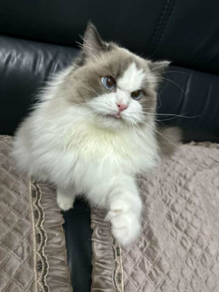 Illustration de l'article : 20 photos de chats dont on a du mal à prendre la colère au sérieux tant ils sont adorables