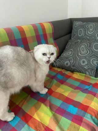 Illustration de l'article : 20 photos de chats dont on a du mal à prendre la colère au sérieux tant ils sont adorables