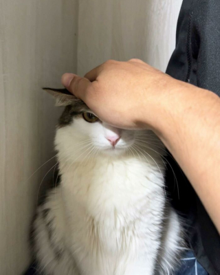 Illustration de l'article : 20 photos de chats dont on a du mal à prendre la colère au sérieux tant ils sont adorables