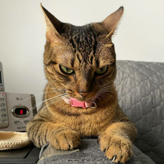 Illustration de l'article : 20 photos de chats dont on a du mal à prendre la colère au sérieux tant ils sont adorables