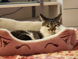 Illustration de l'article : 20 photos de chats dont on a du mal à prendre la colère au sérieux tant ils sont adorables