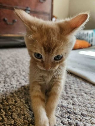 Illustration de l'article : 20 photos de chats dont on a du mal à prendre la colère au sérieux tant ils sont adorables