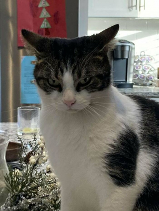 Illustration de l'article : 20 photos de chats dont on a du mal à prendre la colère au sérieux tant ils sont adorables