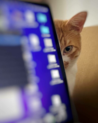Illustration de l'article : 20 photos de chats dont on a du mal à prendre la colère au sérieux tant ils sont adorables