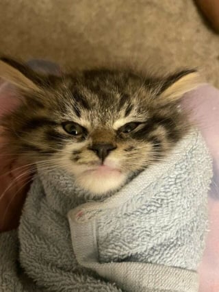 Illustration de l'article : 20 photos de chats dont on a du mal à prendre la colère au sérieux tant ils sont adorables