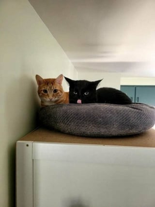 Illustration de l'article : 20 photos de chats dont on a du mal à prendre la colère au sérieux tant ils sont adorables