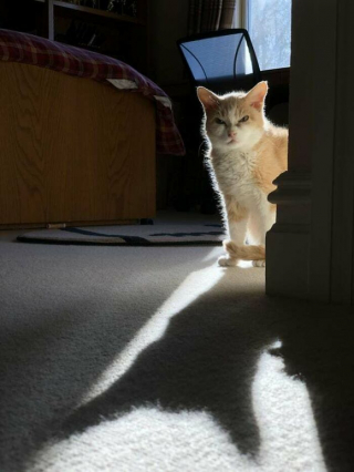 Illustration de l'article : 20 photos de chats dont on a du mal à prendre la colère au sérieux tant ils sont adorables