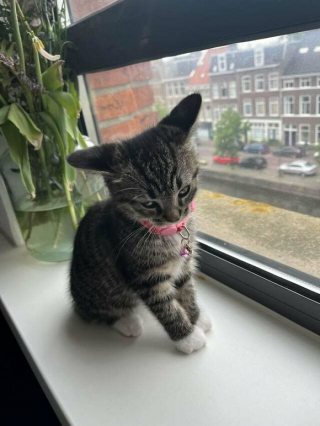 Illustration de l'article : 20 photos de chats dont on a du mal à prendre la colère au sérieux tant ils sont adorables
