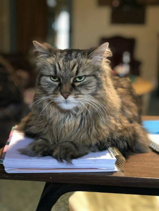 Illustration de l'article : 20 photos de chats dont on a du mal à prendre la colère au sérieux tant ils sont adorables