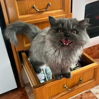 Illustration de l'article : 20 photos de chats dont on a du mal à prendre la colère au sérieux tant ils sont adorables