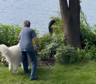 Illustration de l'article : Un chien intrépide fait une rencontre improbable avec un ours égaré en ville (vidéo)