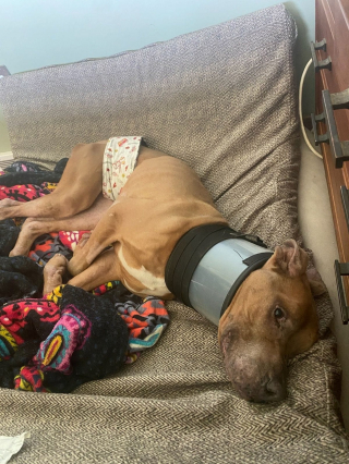 Illustration de l'article : Un chien sénior privé de tout et détenu dans d'affreuses conditions reprend goût à la vie grâce à une association