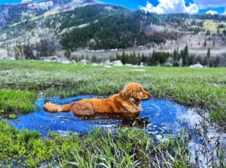 Illustration de l'article : 15 photos de chiens aux pattes boueuses et au sourire radieux