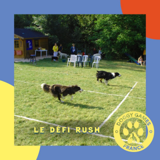 Illustration de l'article : Ateliers, jeux, défis et bonne humeur : aux Doggy Games, apprenez l'éducation positive en vous amusant avec votre chien