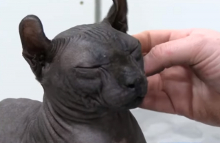 Illustration de l'article : Le chat Sphynx tatoué par un gang commence une nouvelle vie après son sauvetage en prison