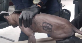 Illustration de l'article : Le chat Sphynx tatoué par un gang commence une nouvelle vie après son sauvetage en prison