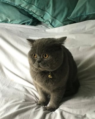 Illustration de l'article : Le visage triste de ce chat se transforme lorsqu’il retrouve son propriétaire après plus de 2 ans de séparation