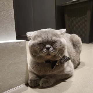 Illustration de l'article : Le visage triste de ce chat se transforme lorsqu’il retrouve son propriétaire après plus de 2 ans de séparation