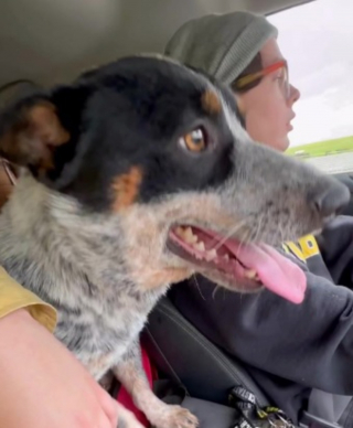 Artikelillustratie: Ze ontdekken zelf een hond en proberen zijn familie te vinden voordat ze een grote beslissing nemen (video)