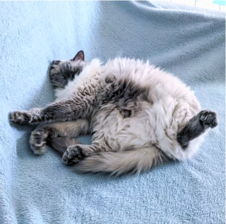 Illustration de l'article : 13 photos hilarantes de chats ultra paresseux, ou quand l'art de ne rien faire atteint son apogée