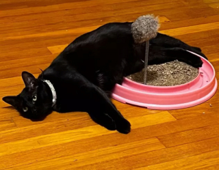 Illustration de l'article : 13 photos hilarantes de chats ultra paresseux, ou quand l'art de ne rien faire atteint son apogée