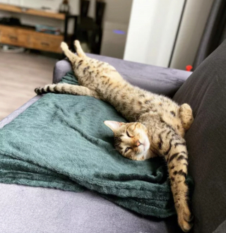 Illustration de l'article : 13 photos hilarantes de chats ultra paresseux, ou quand l'art de ne rien faire atteint son apogée