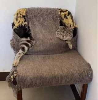 Illustration de l'article : 13 photos hilarantes de chats ultra paresseux, ou quand l'art de ne rien faire atteint son apogée