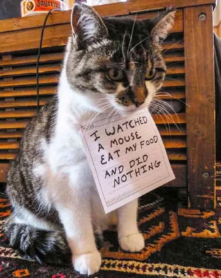 Illustration de l'article : 13 photos hilarantes de chats ultra paresseux, ou quand l'art de ne rien faire atteint son apogée