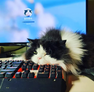 Illustration de l'article : 13 photos hilarantes de chats ultra paresseux, ou quand l'art de ne rien faire atteint son apogée