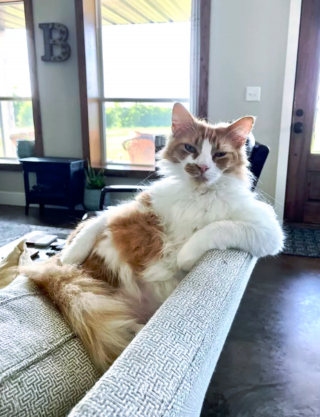 Illustration de l'article : 13 photos hilarantes de chats ultra paresseux, ou quand l'art de ne rien faire atteint son apogée