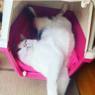 Illustration de l'article : 13 photos hilarantes de chats ultra paresseux, ou quand l'art de ne rien faire atteint son apogée