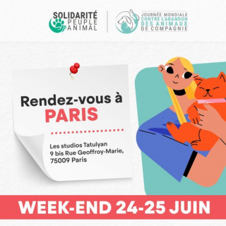 Illustration de l'article : La Journée mondiale contre l'abandon des animaux de compagnie et ses initiatives originales vous attendent ce samedi