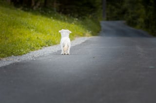 Illustration de l'article : « Quelles sont les nouvelles causes de l'abandon et comment lutter contre ? » : Les réponses des invités du dixième Rendez-vous de l’Animal en Ville
