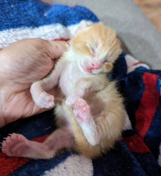 Illustration de l'article : Ce chaton né avec 6 doigts par patte se bat pour apprendre à marcher normalement 