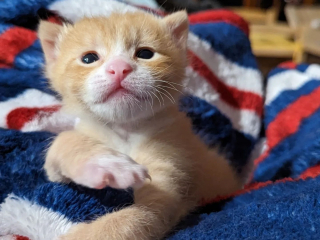Illustration de l'article : Ce chaton né avec 6 doigts par patte se bat pour apprendre à marcher normalement 