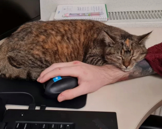 Illustration de l'article : 16 photos de chats en quête d'attention et prêts à tout pour en recevoir