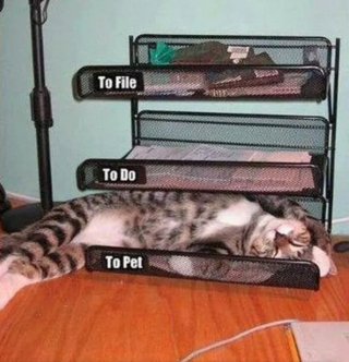 Illustration de l'article : 16 photos de chats en quête d'attention et prêts à tout pour en recevoir