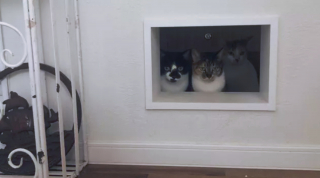 Illustration de l'article : 16 photos de chats en quête d'attention et prêts à tout pour en recevoir