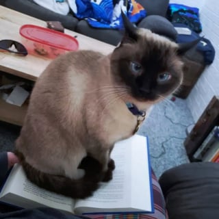 Illustration de l'article : 16 photos de chats en quête d'attention et prêts à tout pour en recevoir