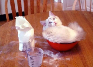 Illustration de l'article : 16 photos de chats en quête d'attention et prêts à tout pour en recevoir