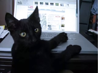 Illustration de l'article : 16 photos de chats en quête d'attention et prêts à tout pour en recevoir