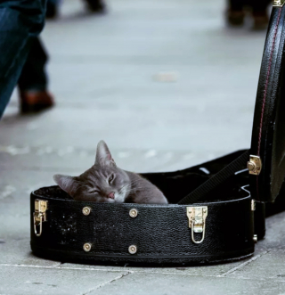 Illustration de l'article : 16 photos de chats en quête d'attention et prêts à tout pour en recevoir