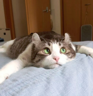 Illustration de l'article : 16 photos de chats en quête d'attention et prêts à tout pour en recevoir