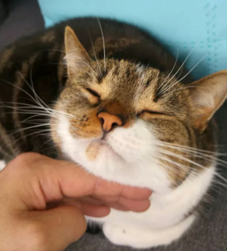 Illustration de l'article : 16 photos de chats en quête d'attention et prêts à tout pour en recevoir